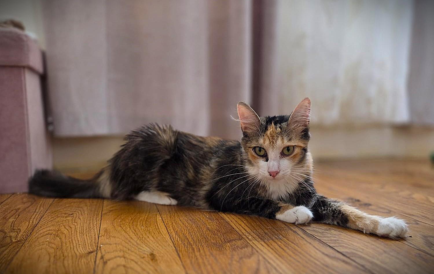 Enlarge Laila, a Adoptable mixed breed in Brooklyn, NY image 4/4