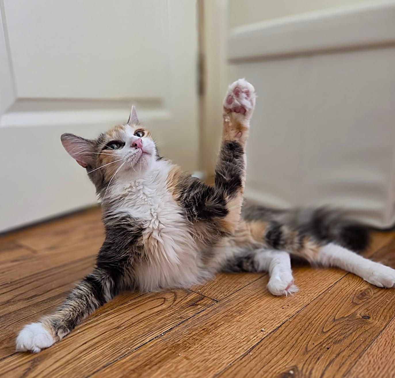 Enlarge Laila, a Adoptable mixed breed in Brooklyn, NY image 3/4
