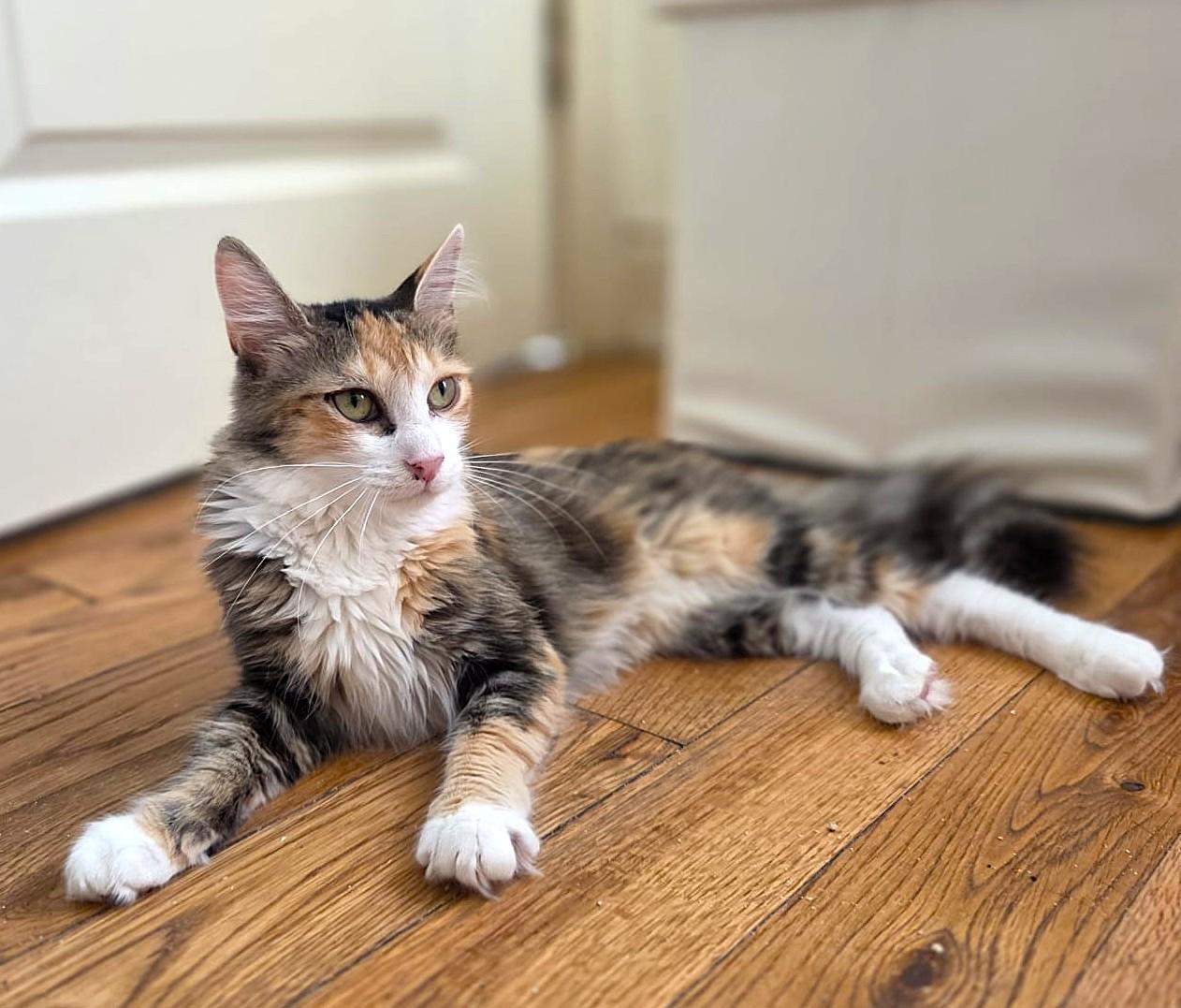 Enlarge Laila, a Adoptable mixed breed in Brooklyn, NY image 2/4