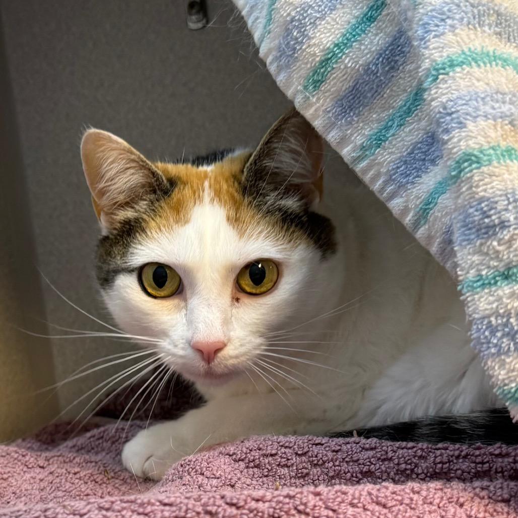 Sweetpea, Adoptable, Senior Female Domestic Short Hair.