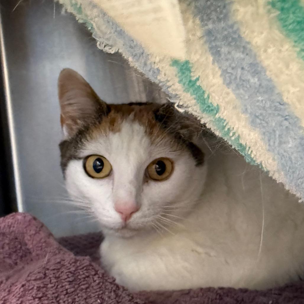 Sweetpea, a Adoptable Domestic Short Hair in Pittsburgh, PA image 2/6