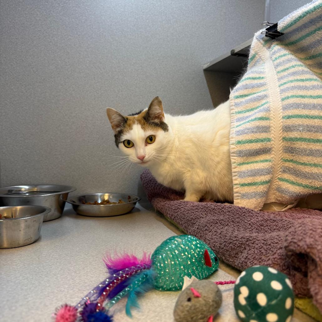 Sweetpea, a Adoptable Domestic Short Hair in Pittsburgh, PA image 3/6