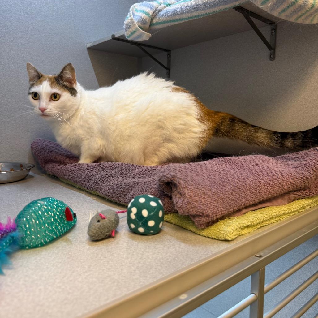 Sweetpea, a Adoptable Domestic Short Hair in Pittsburgh, PA image 4/6