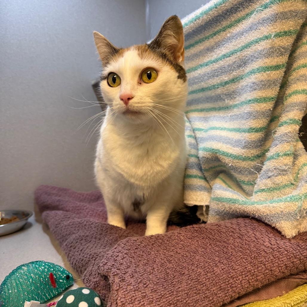Sweetpea, a Adoptable Domestic Short Hair in Pittsburgh, PA image 5/6