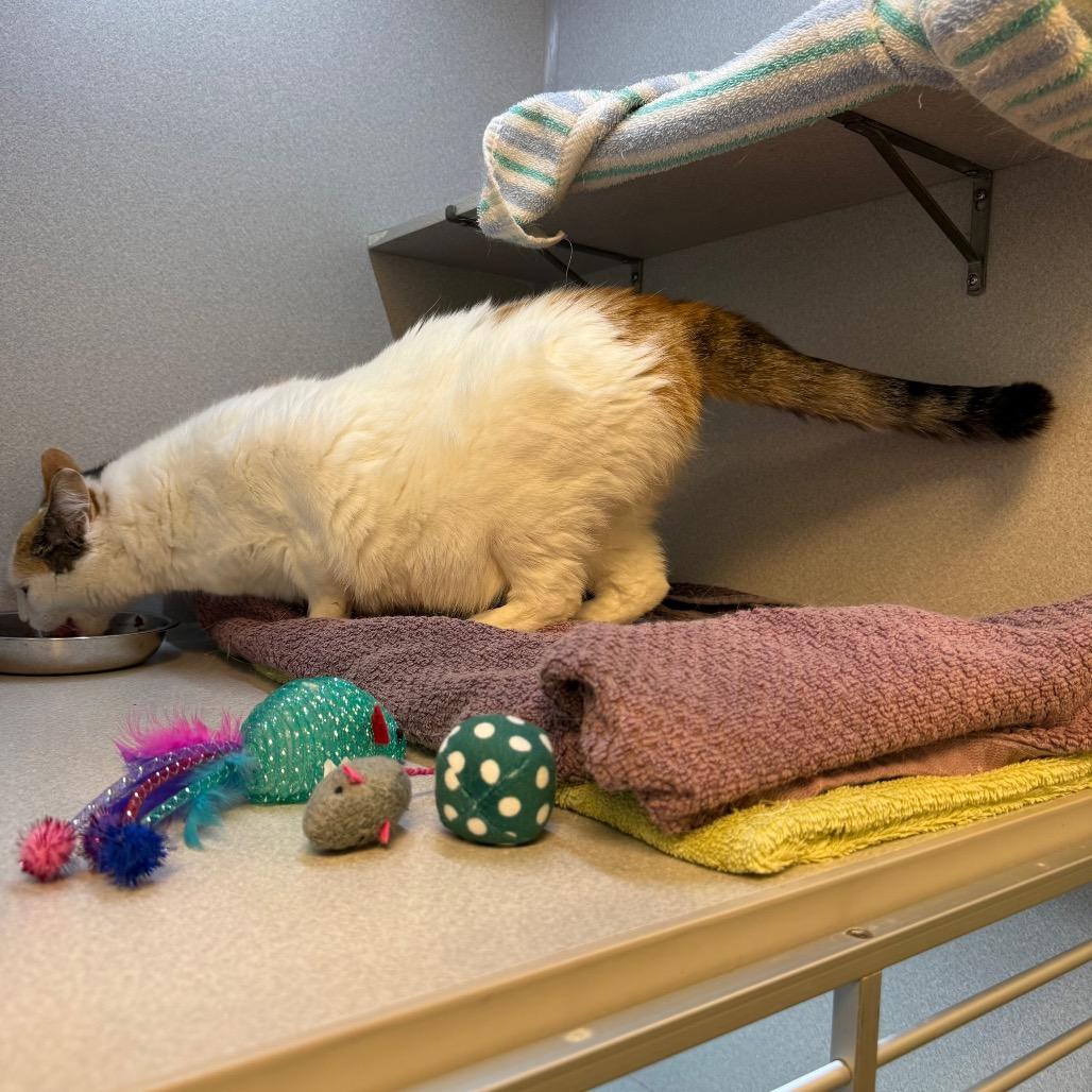 Sweetpea, a Adoptable Domestic Short Hair in Pittsburgh, PA image 6/6