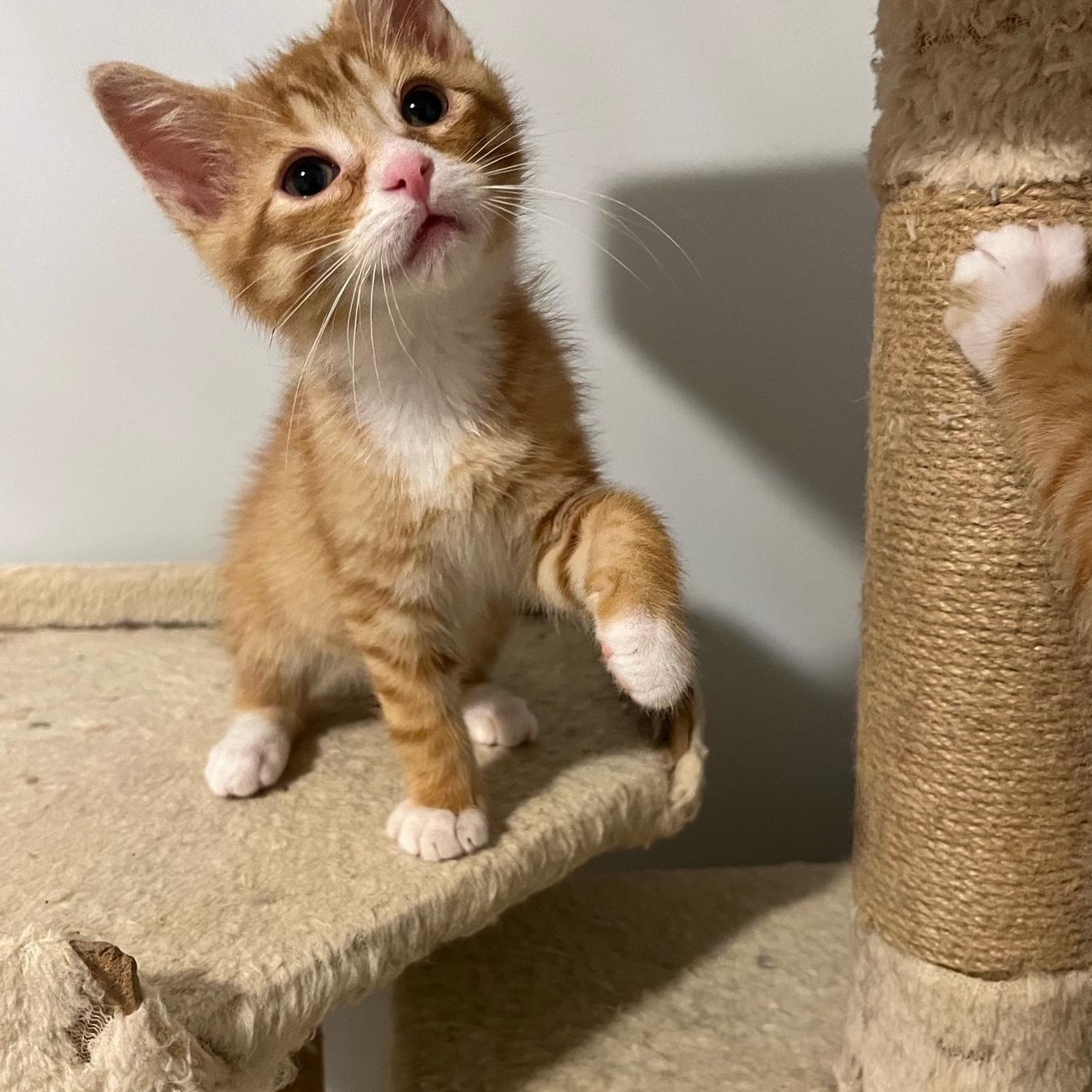 Papaya (the Fruit Salad Litter)