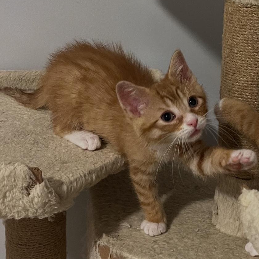 Papaya (the Fruit Salad Litter)
