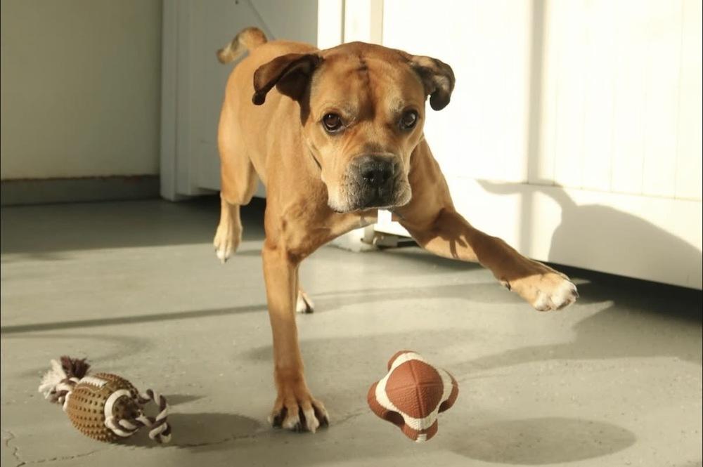 Jimmy, Adoptable, Adult Male Boxer & American Bulldog.