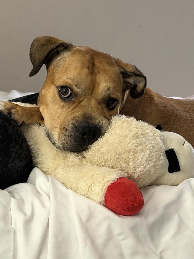 Jimmy, Adoptable, Adult Male Boxer & American Bulldog.