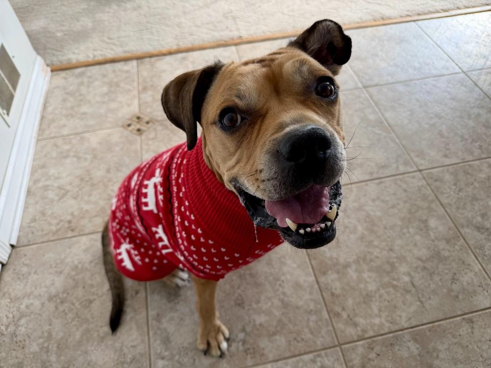 Enlarge Jimmy, a Adoptable mixed breed in New York, NY image 2/6