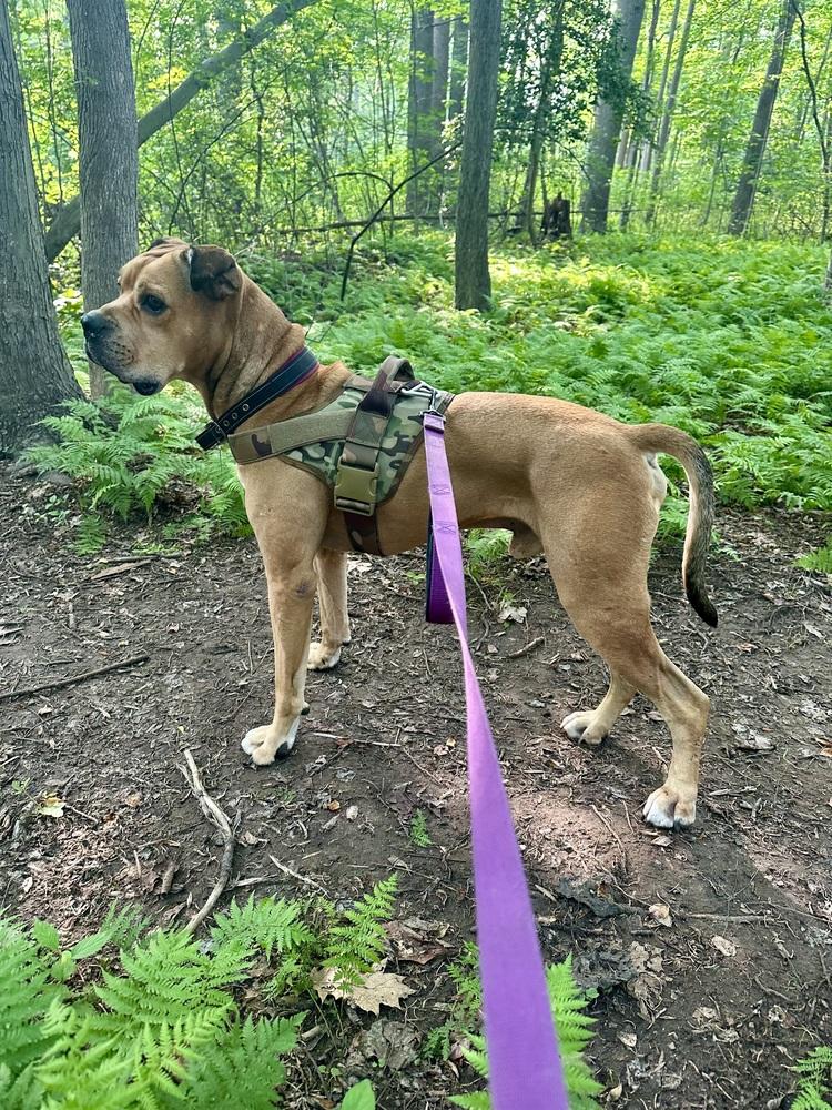 Enlarge Jimmy, a Adoptable mixed breed in New York, NY image 3/6