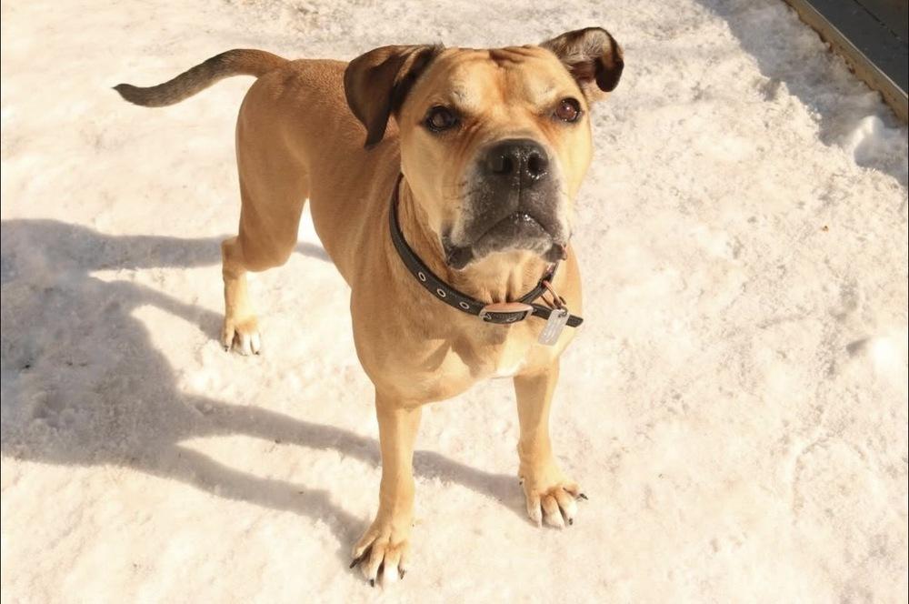 Enlarge Jimmy, a Adoptable mixed breed in New York, NY image 2/6