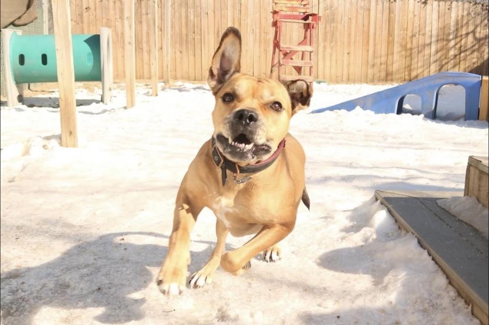 Enlarge Jimmy, a Adoptable mixed breed in New York, NY image 3/6