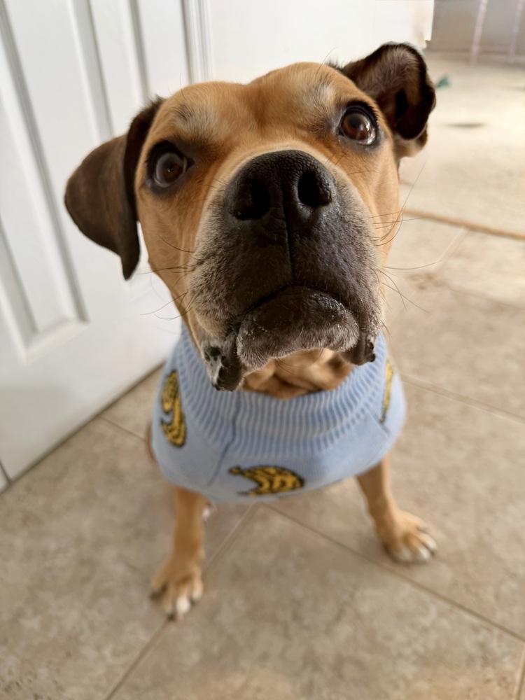 Enlarge Jimmy, a Adoptable mixed breed in New York, NY image 4/6