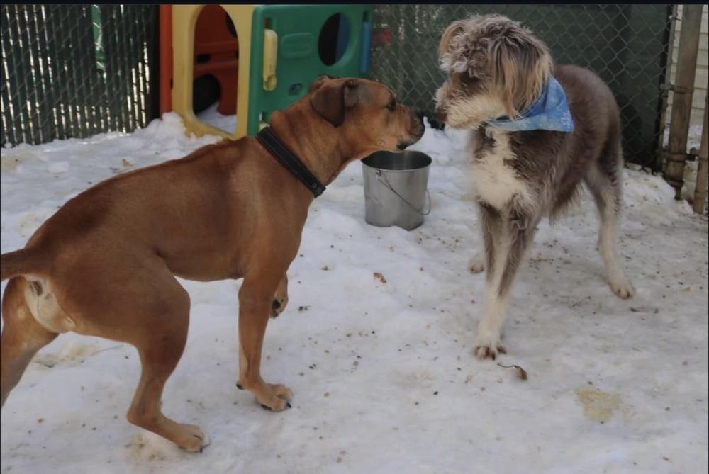 Enlarge Jimmy, a Adoptable mixed breed in New York, NY image 4/6