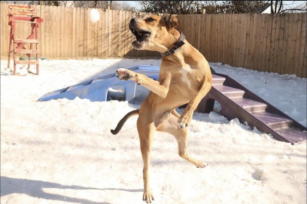 Enlarge Jimmy, a Adoptable mixed breed in New York, NY image 5/6