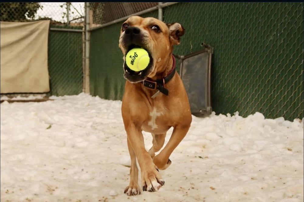 Enlarge Jimmy, a Adoptable mixed breed in New York, NY image 6/6