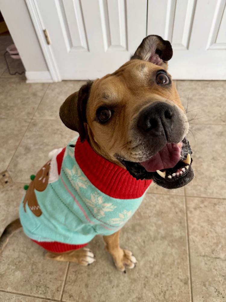 Enlarge Jimmy, a Adoptable mixed breed in New York, NY image 5/6