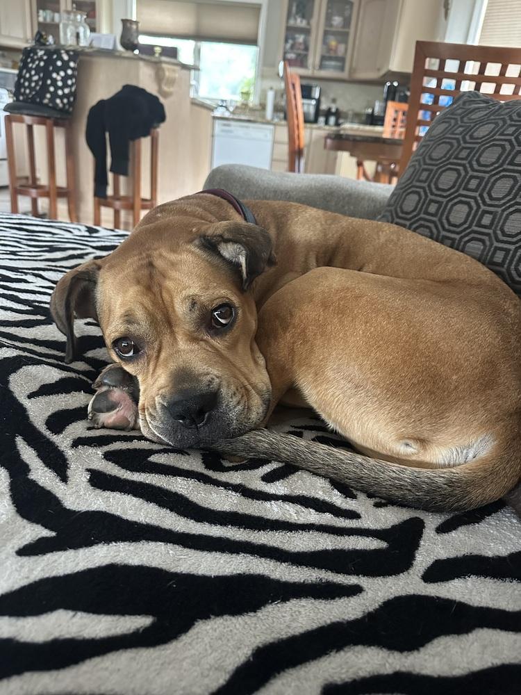 Jimmy, a Adoptable mixed breed in Connecticut, NY image 6/6
