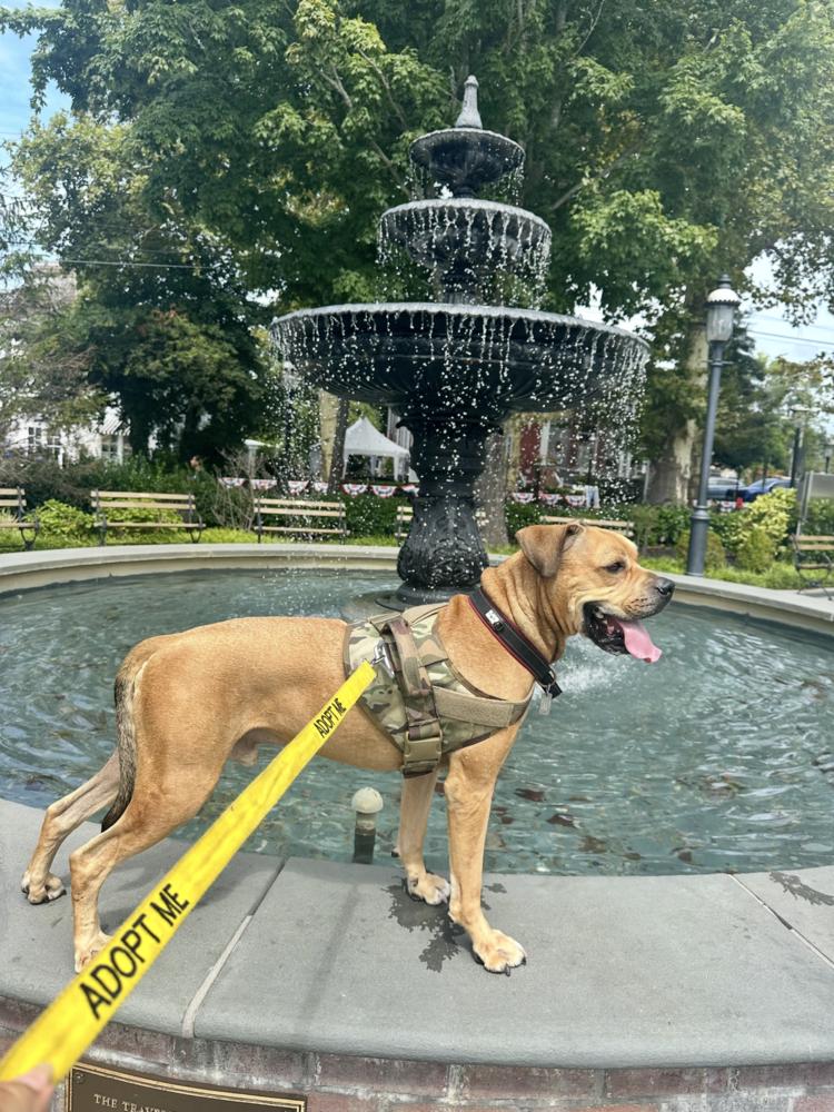 Enlarge Jimmy, a Adoptable mixed breed in New York, NY image 6/6