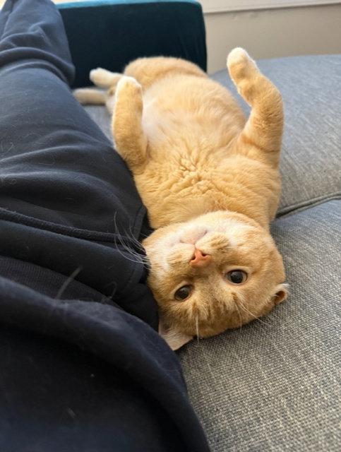 Enlarge Alfred - FIV+, a Adoptable Domestic Short Hair in Reston, VA image 2/3