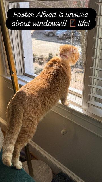 Enlarge Alfred - FIV+, a Adoptable Domestic Short Hair in Reston, VA image 3/3