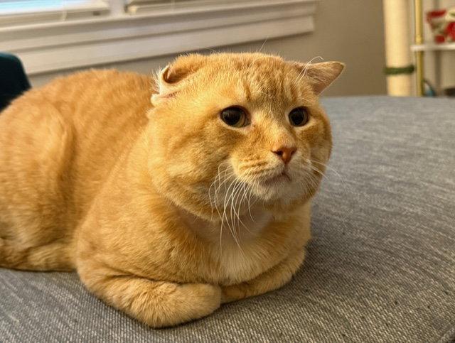 Alfred - FIV+, Adoptable, Adult Male Domestic Short Hair.