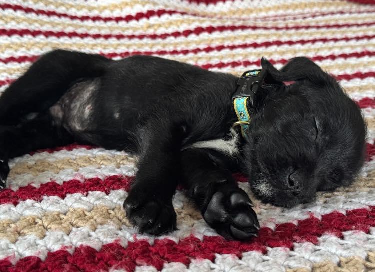 Xaden Born 9/4/25, Adoptable, Puppy Female Black Labrador Retriever & Cane Corso.