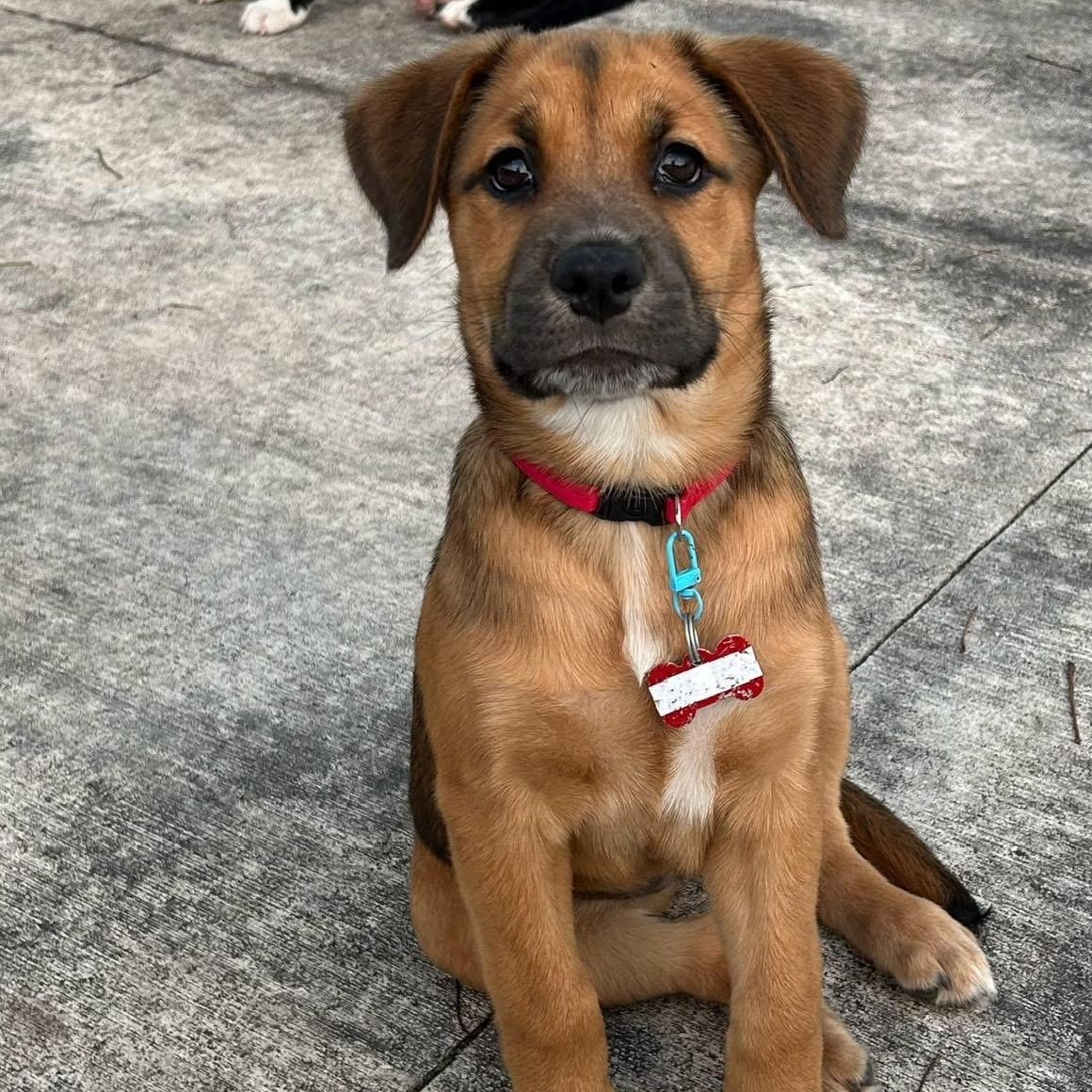 Enlarge Matilda , a ADOPTABLE Mixed Breed in Key Largo, FL image 5/6