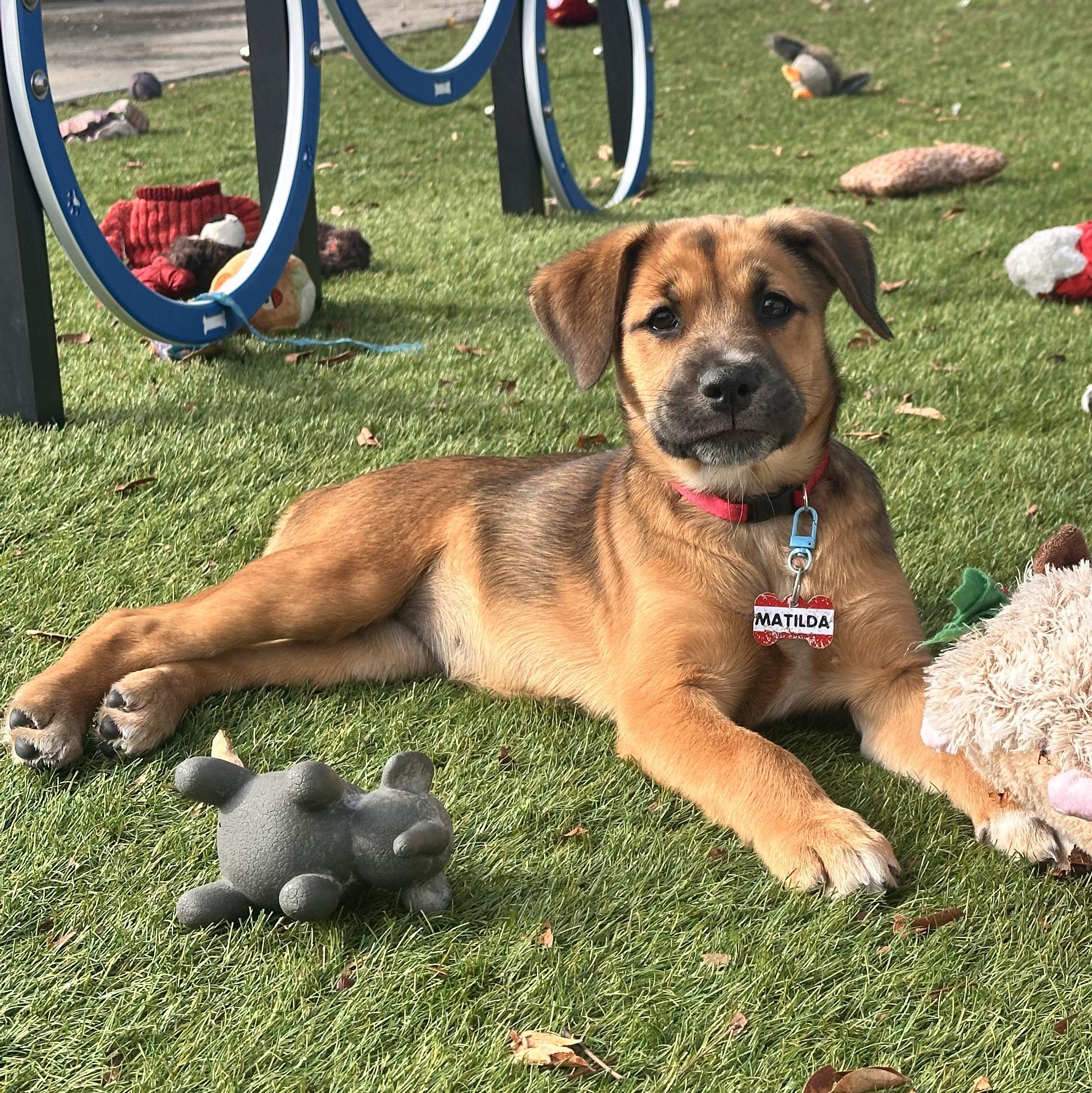 Enlarge Matilda , a ADOPTABLE Mixed Breed in Key Largo, FL image 6/6