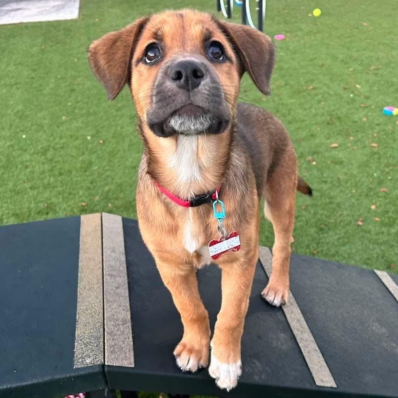 Enlarge Matilda , a ADOPTABLE Mixed Breed in Key Largo, FL image 2/6