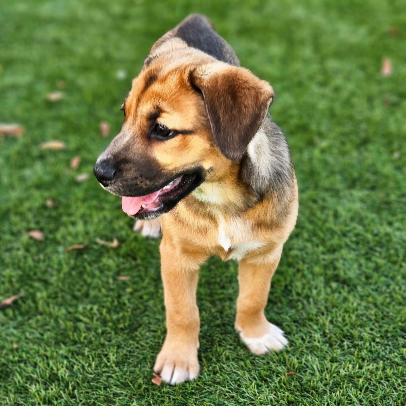 Enlarge Matilda , a ADOPTABLE Mixed Breed in Key Largo, FL image 4/6