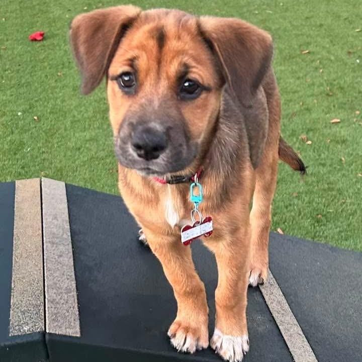 Matilda , ADOPTABLE, Puppy Female Mixed Breed.