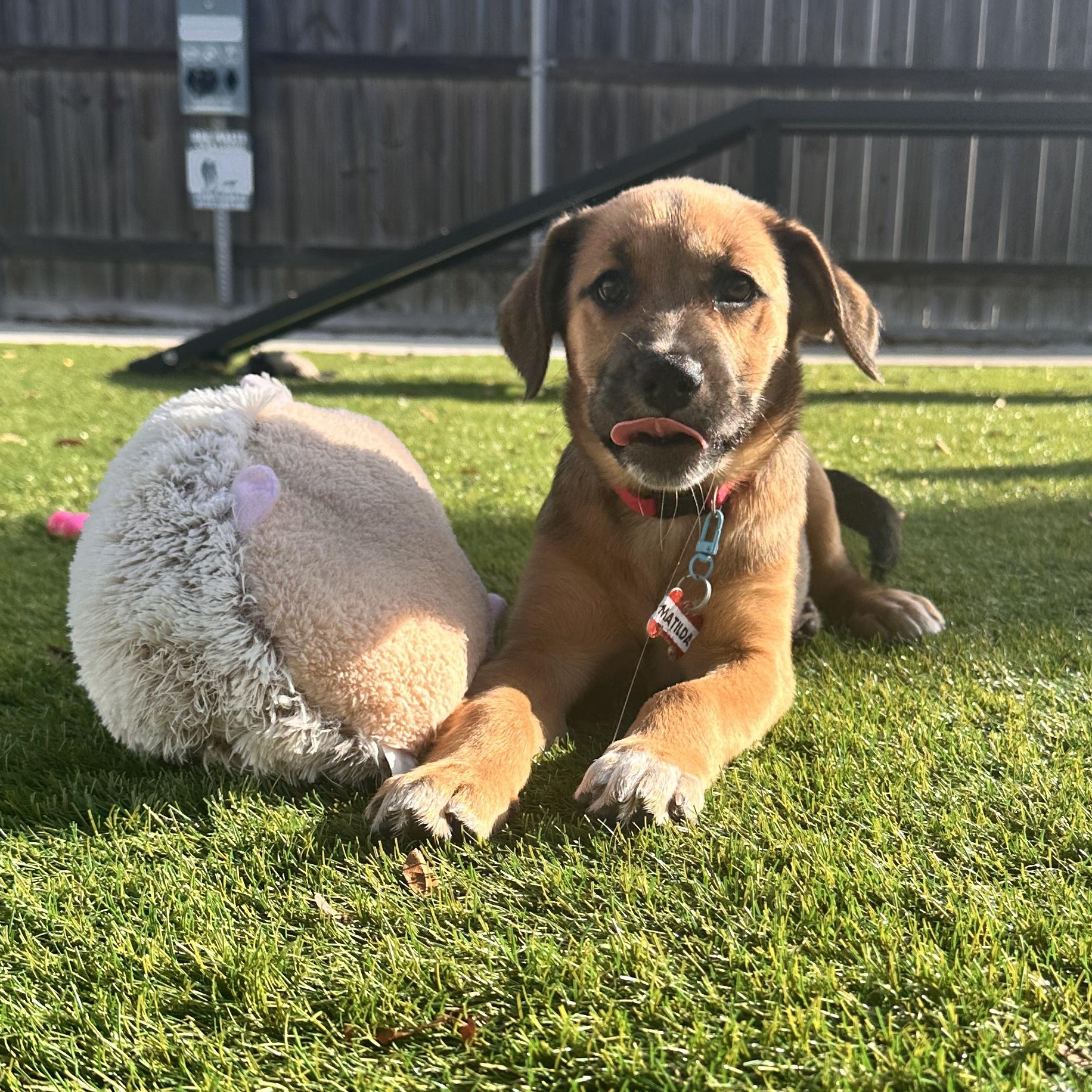 Enlarge Matilda , a ADOPTABLE Mixed Breed in Key Largo, FL image 3/6