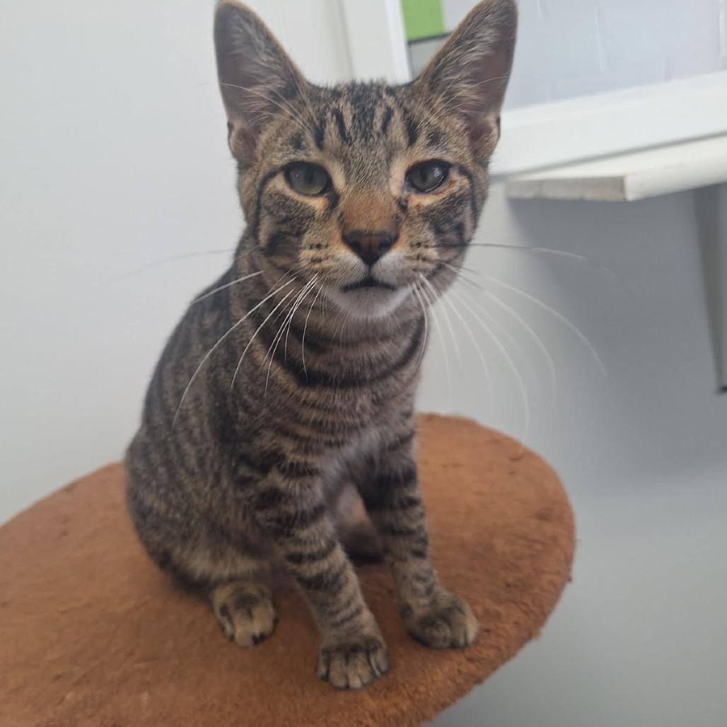 Thunder, a Adoptable Domestic Short Hair in Albert Lea, MN image 1/3