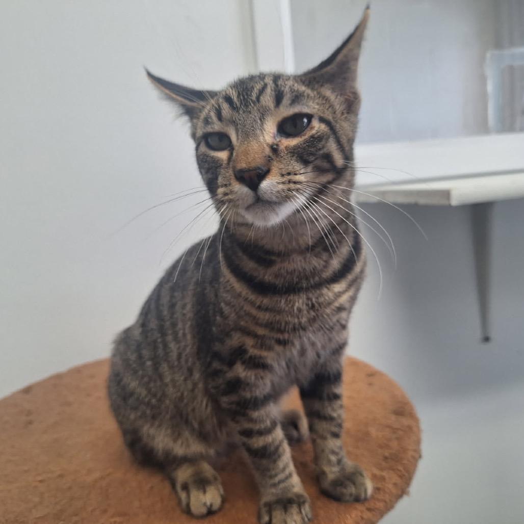 Thunder, a Adoptable Domestic Short Hair in Albert Lea, MN image 2/3