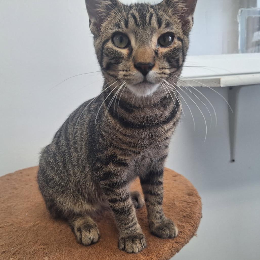 Thunder, a Adoptable Domestic Short Hair in Albert Lea, MN image 3/3