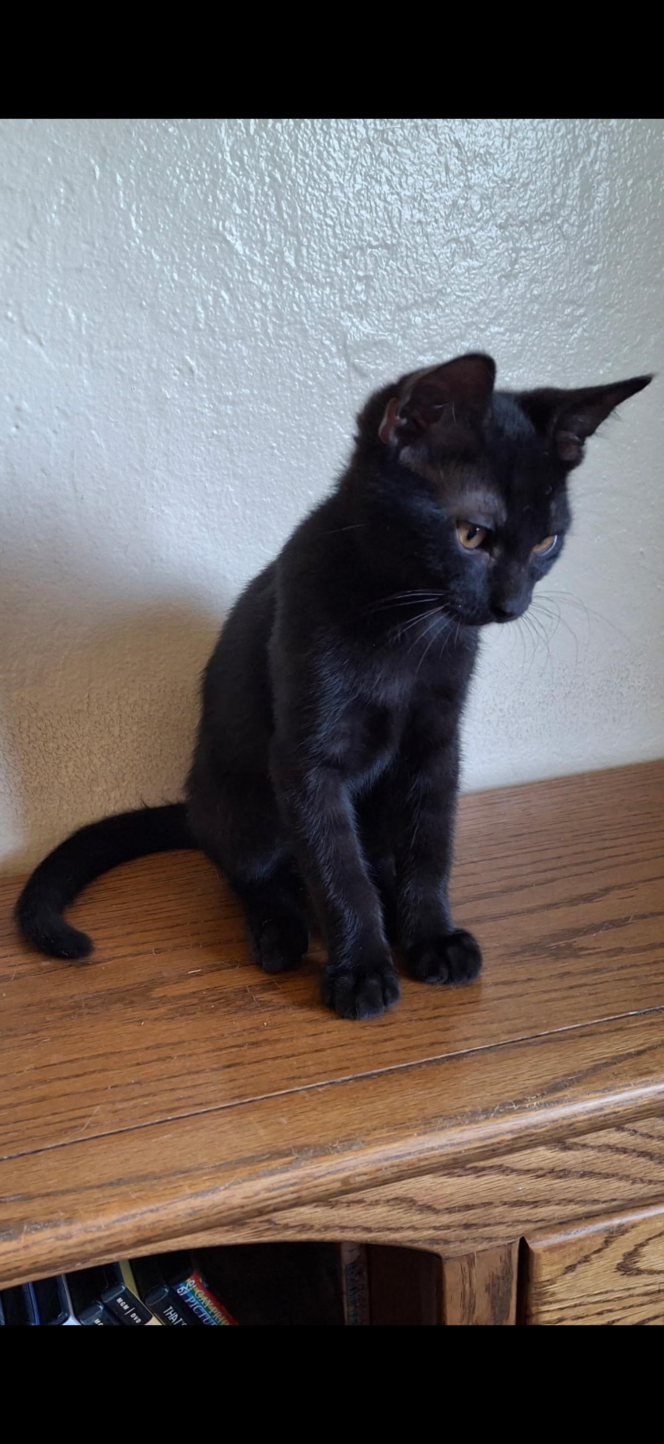 Billy, Adopted, Kitten Male Domestic Short Hair.
