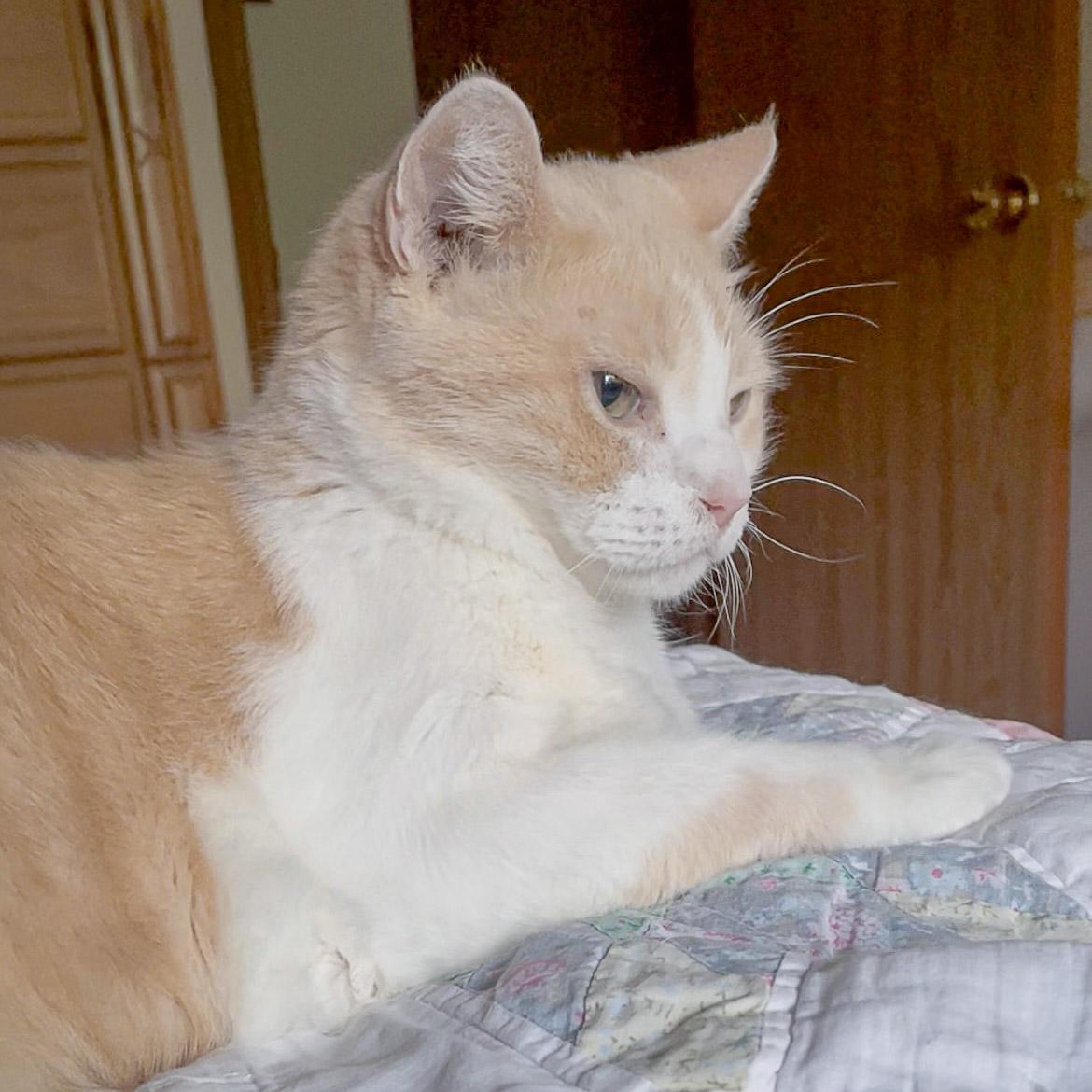 Pineapple, a Adoptable mixed breed in Huntley, IL image 5/6