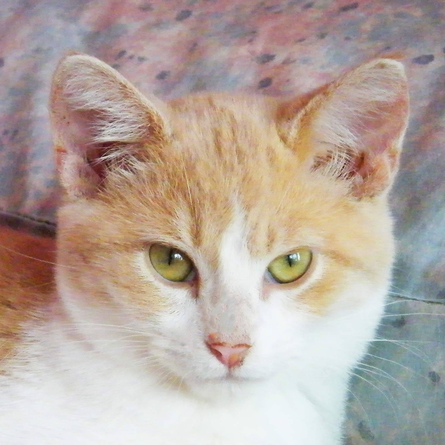 Pineapple, a Adoptable mixed breed in Huntley, IL image 1/12