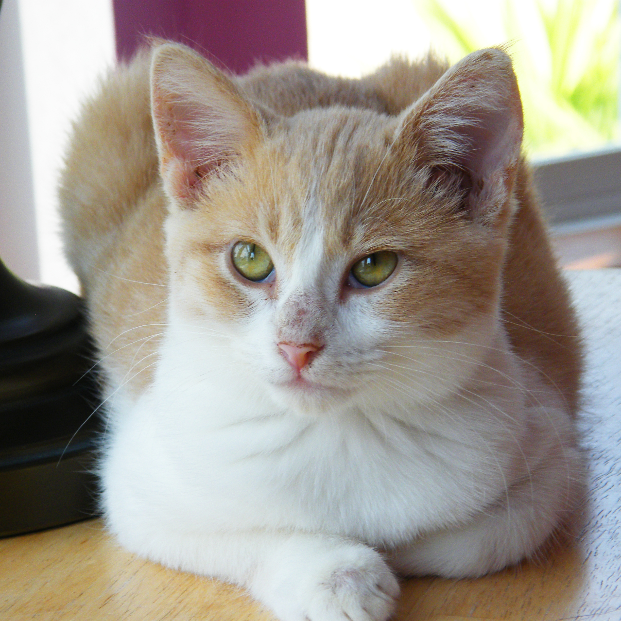 Pineapple, a Adoptable mixed breed in Huntley, IL image 2/12