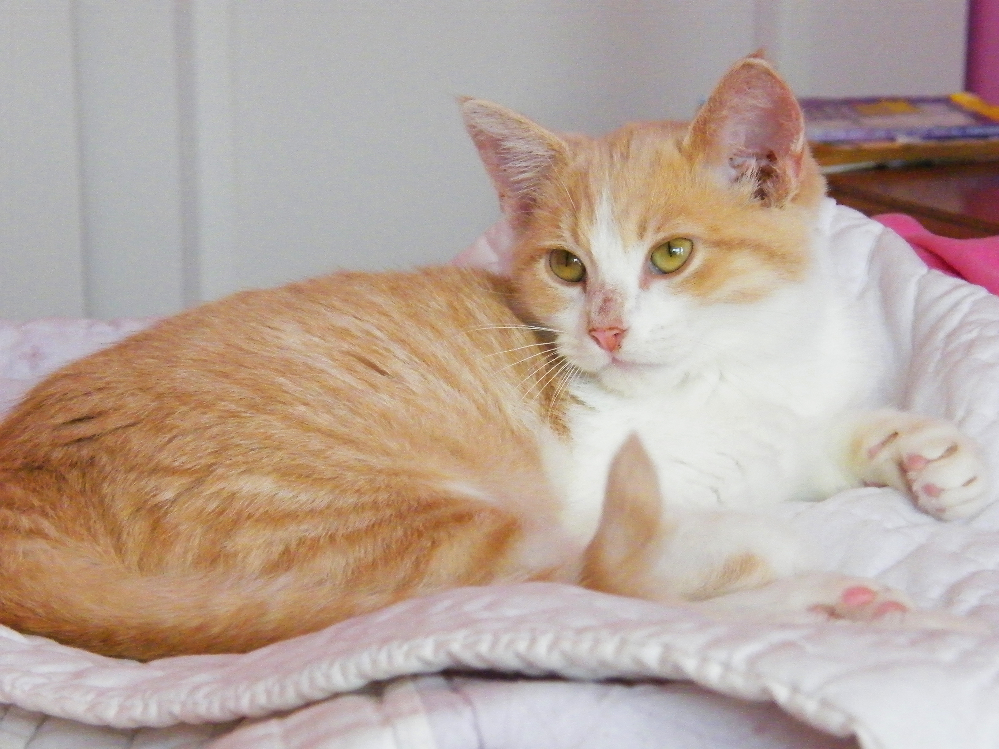 Pineapple, a Adoptable mixed breed in Huntley, IL image 3/12