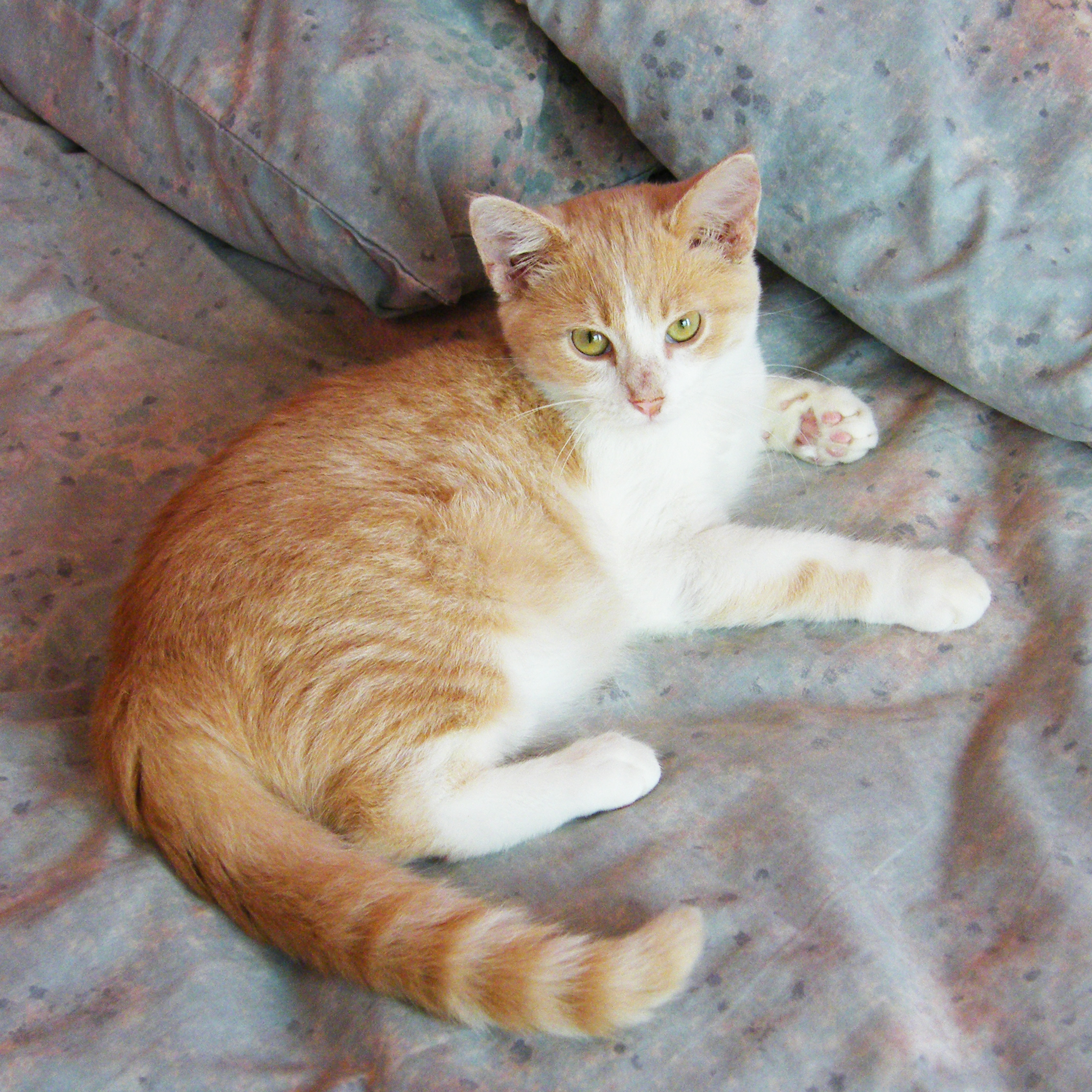 Pineapple, a Adoptable mixed breed in Huntley, IL image 4/12