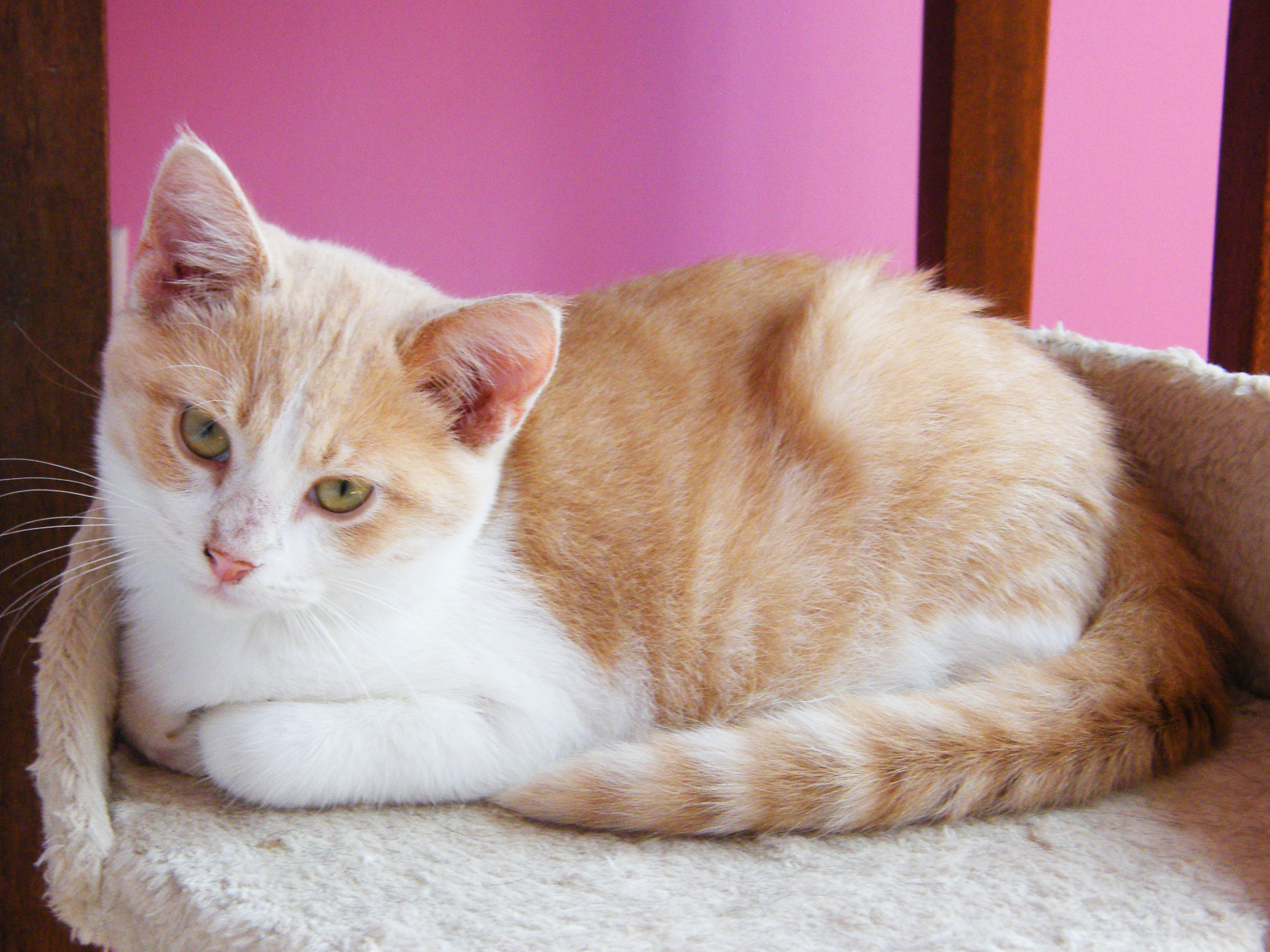 Pineapple, a Adoptable mixed breed in Huntley, IL image 5/12