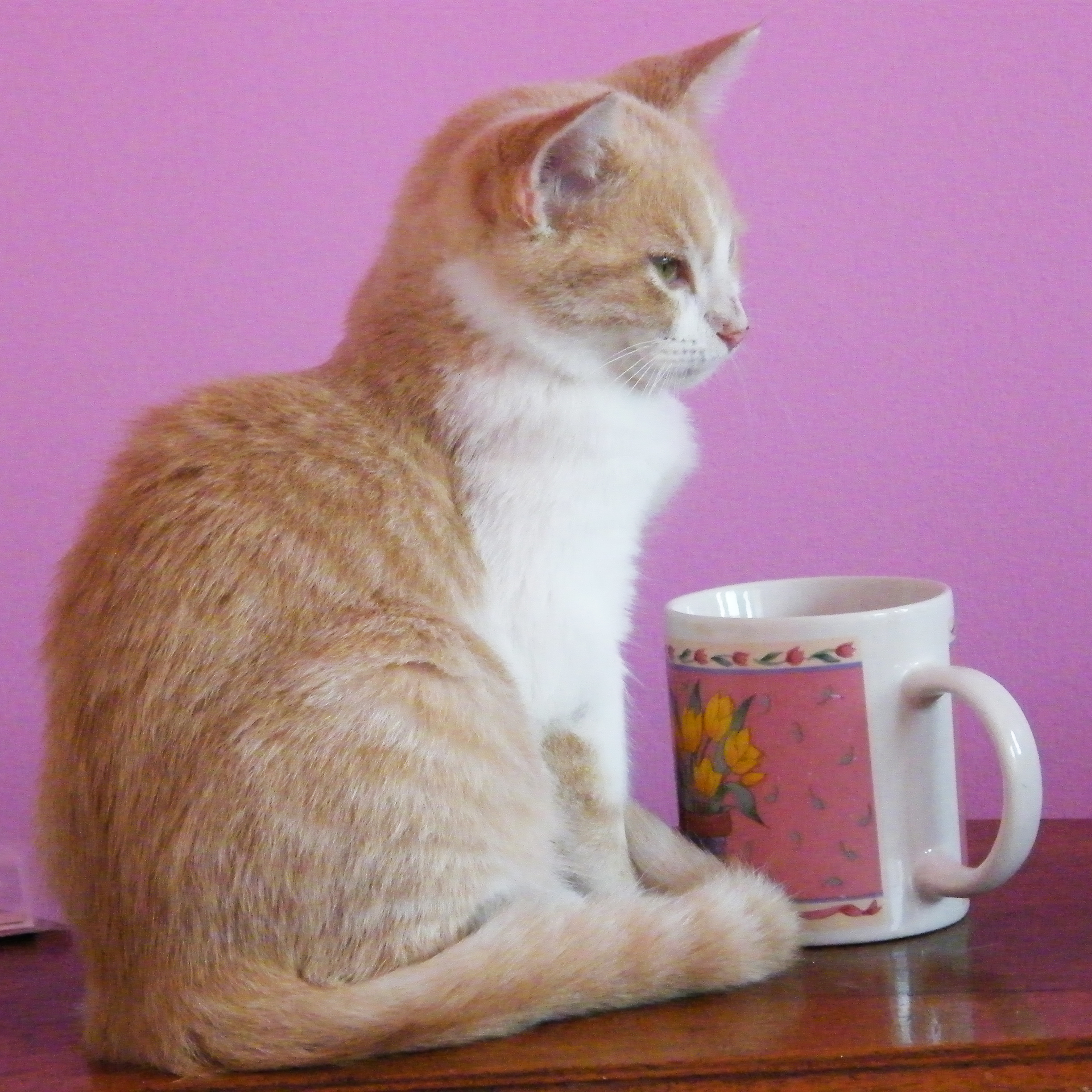 Pineapple, a Adoptable mixed breed in Huntley, IL image 6/12