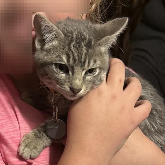 Enlarge Franklin, a Adoptable Domestic Short Hair in Tupelo, MS image 1/1