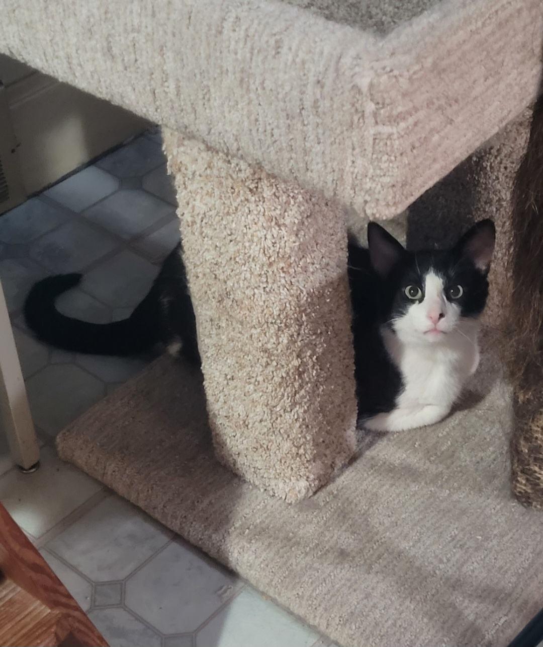 Bruce, Adoptable, Adult Male Domestic Short Hair & Tabby.