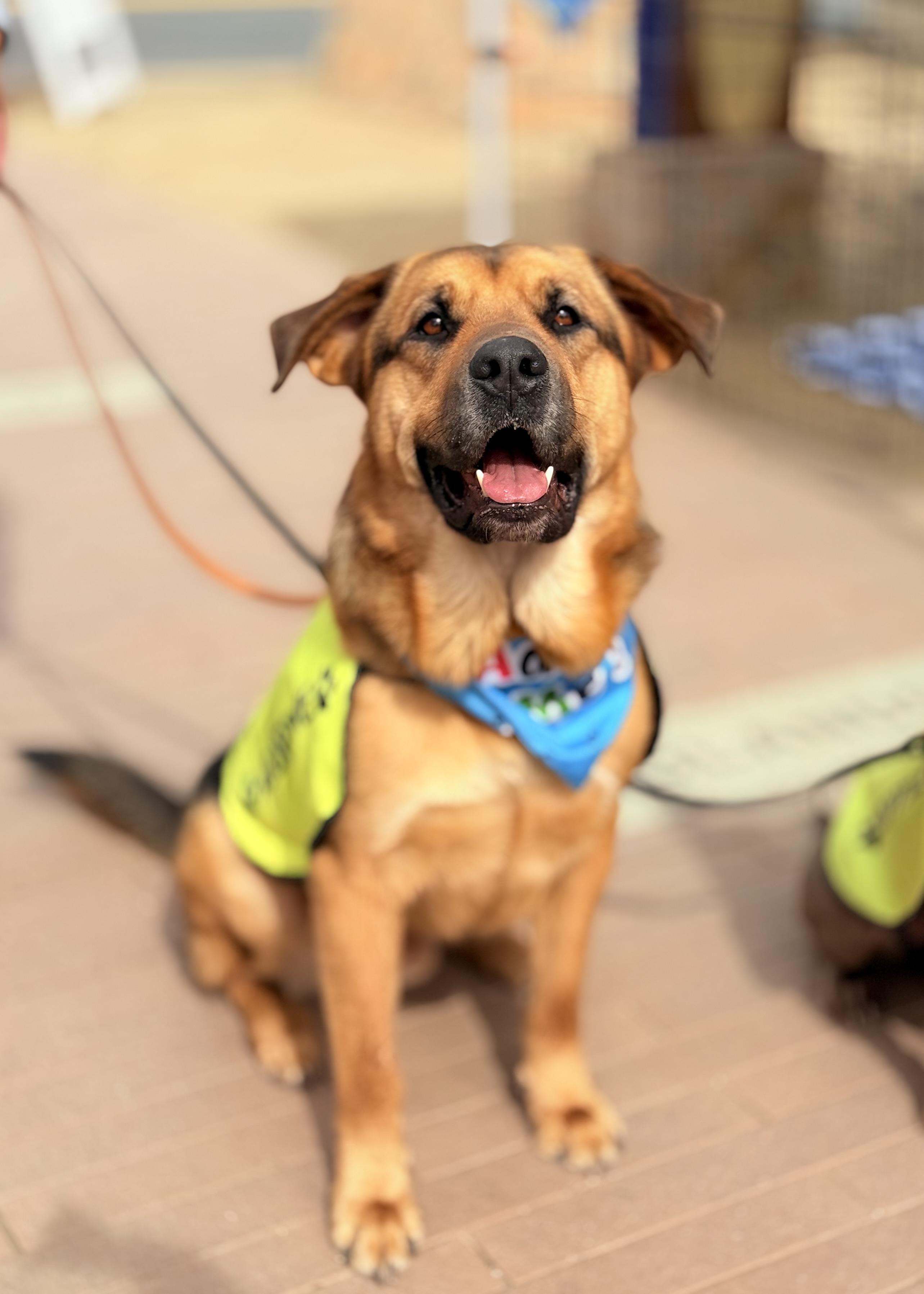 George, a Adoptable mixed breed in Thousand Oaks, CA image 6/6