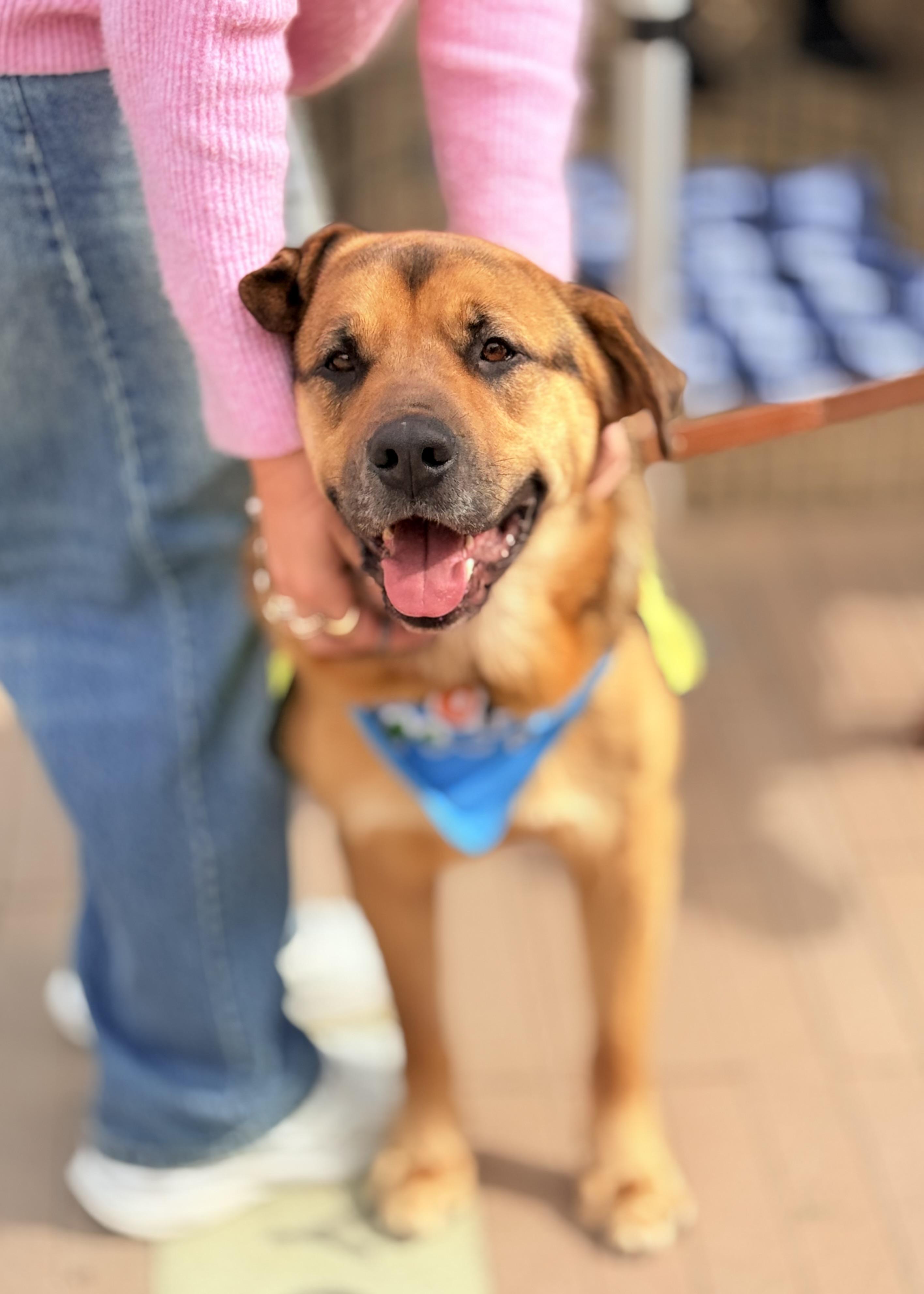 Enlarge George, a Adoptable mixed breed in Thousand Oaks, CA image 5/6