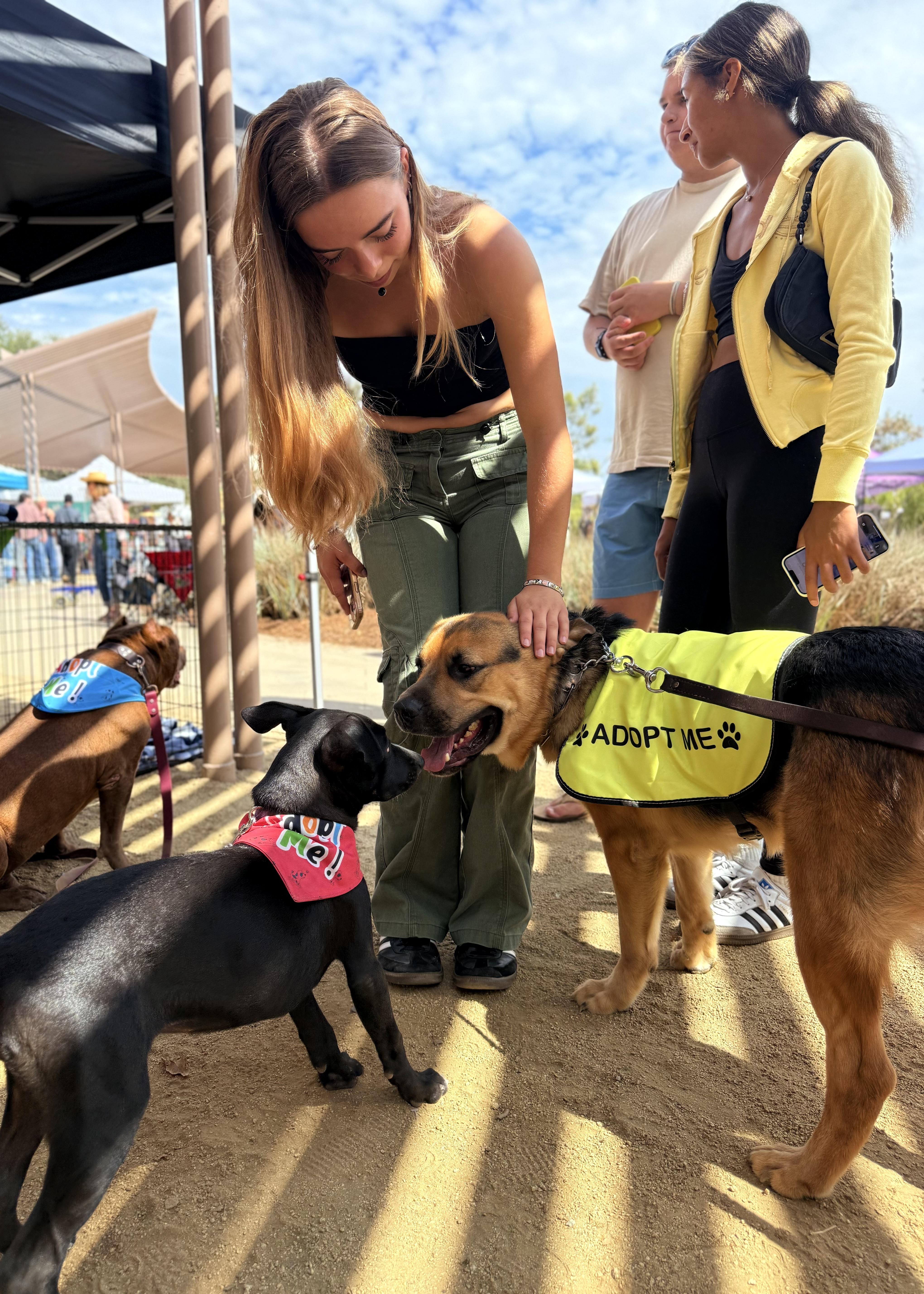 George Clooney, a Adoptable mixed breed in Thousand Oaks, CA image 6/6